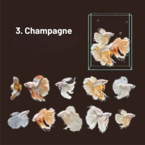 betta series ocean material decorative stickers94