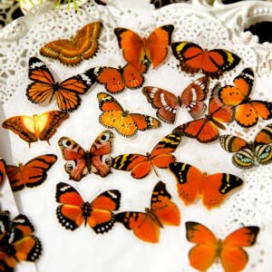 butterfly shadow herbarium series stickers b4
