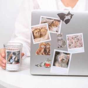 capturing cat cuteness pet stickers b3