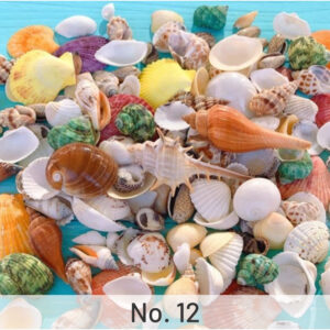 No. 12:Supplement