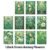 1.Dark Green Among Flowers