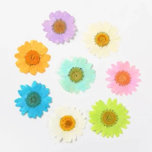 dried chrysanthemum flower embossed diy plant 2
