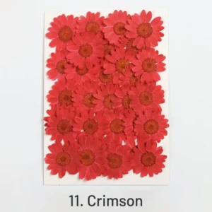 dried chrysanthemum flower embossed diy plant 6
