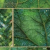 24pcs 6 Leaves Scrapbook Paper Cardstock 1 00