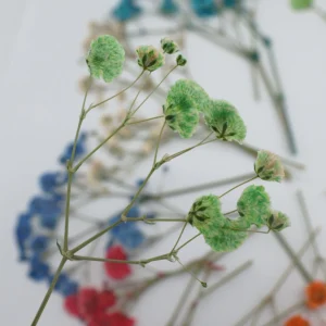 Sumflying Babys Breath DIY Dried Flower Material Pack - image 7