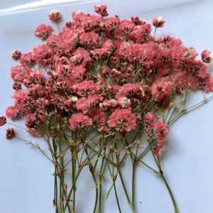 Sumflying Babys Breath DIY Dried Flower Material Pack - image 9