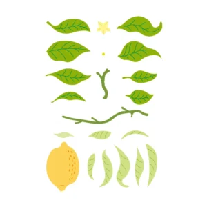 Sumflying Fresh Lemon Metal Cutting Dies Fresh Lemon Metal Cutting Dies 02