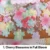Cherry Blossoms